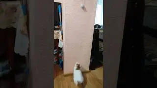 СУПЕР ПРЫЖОК💪🐈
