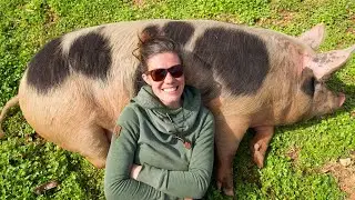 Lazy Farmer Uses Pigs to Clear Forest
