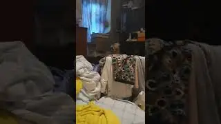 Кошка бежит есть