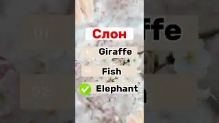 ANIMALS |ЖИВОТНЫЕ