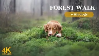 4K Nature Walk with Dogs in a Local Forest