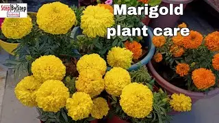 How to grow and care Marigold//गेंदे के पौधे से ज्यादा फूल लेने का तरीका