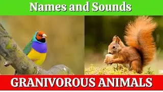 GRANIVOROUS ANIMALS Names and Sounds | Learn Granivore Animals