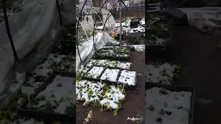 Посадки клубники зимуют под снегом. часть 1.