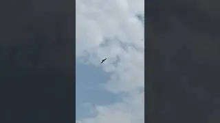 Хищник в небе