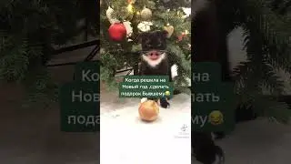 Кот говорящий рот. Когда решила Новый год, сделать подарок Бывшему.