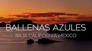 Tranquil Ocean Giants | Stunning Drone Views of Blue Whales in Mexico | 4K
