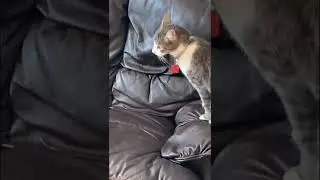 Letting a Bird Out the House, Chased by Cats