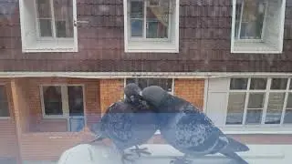 голубиная любовь