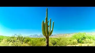 Hiking Saguaro National Park & Chill Lofi Beats |  Mica View Cactus Forest Loop | Nature & Music 182