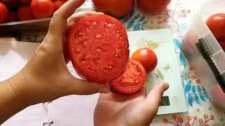 Обзор урожая томатов Златава, Хлебосольный, Джина, Сахарная голова, трюфель. Сравниваем с описанием