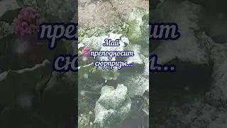 Майские сюрпризы😲С добрым утром! 
