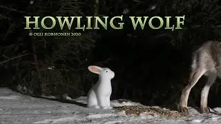 Wolf Howling in My Yard at Night
