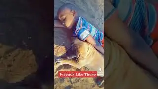 #boerboelbreeders #africa #dog #boerboelbreeders #doglover #boerboels