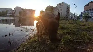 Немецкая овчарка тестирует пруд