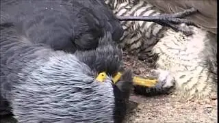 Галка вломила ястребу.