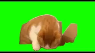 green screen cute cat eating