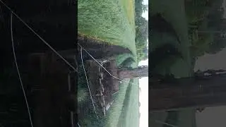 збір урожаю