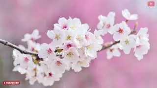 Beautiful Nature | Relaxing music healing from stress anxiety depression|Flowers, Bees & butterflies