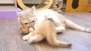 The kitten running towards its owner for attention and comfort after being kicked by mom cat is cute