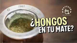 Cómo quitar HONGOS del mate de calabaza? |  Matesur