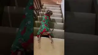 Sliding Dog | Bully Idol's Hilarious Antics!