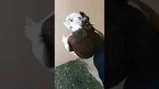 красивый двухчубый голубь Узбекистан 
