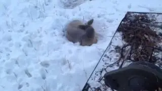 Спящий козел
