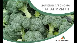 Брокколи Титаниум F1 - НОВИНКА!