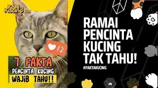 7 fakta tentang kucing yang ramai tidak tahu