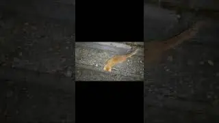 Holdacska kis cicám este az udvarban *1*  23.5. #cat #catlover #catvideos #shorts #shortvideo #night