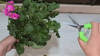 СДЕЛАЙ ЭТО ОСЕНЬЮ с Геранью, чтобы куст не желтел зеленел и отлично перенес зиму