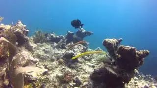 2 Trumpet Fish and 2 shy Black Durgon