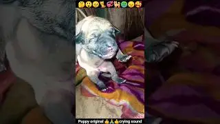 Puppy crying| Small Puppy Awaaz| Dog Sound #shorts #insaniyat #dog #puppy #cat #animals #shortvideo