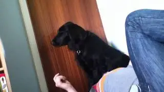Dog sitting on boy