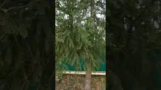 хэерле кичлэр,кутэренке кэефлэр телим дусларыма!