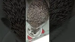 Что тут вкусненького🐛🐛🐛?