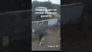 Kangal köpeğini tek hamlede etkisiz hale getiren adam