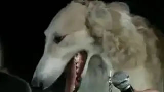 Pink Floyd  e il cane - Live Pompei 1974