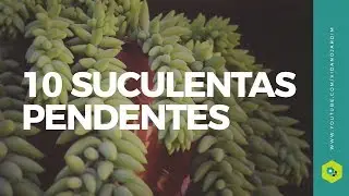 10 Suculentas pendentes