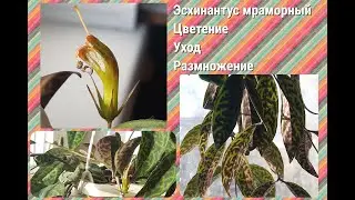 Marbled Aeschynanthus. Flowering, care, propagation. Plant for hanging pots.