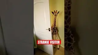 5 STRANGEST Animals Found Outside The Wild
