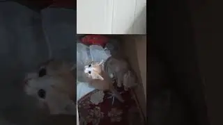 Котенок выбрался На свободу!