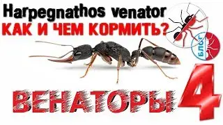 Как и чем кормить муравьев вида Harpegnathos venator. Блог о муравьях.