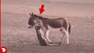 Look What Happened When This Leopard Attacked Donkey