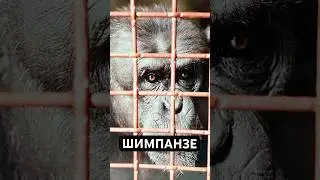 Они Умнее, Чем Вы Думаете: Шимпанзе
