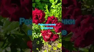 КОГДА РОЗЫ ОБРАДОВАЛИСЬ УВИДЕВ ВАС #лето