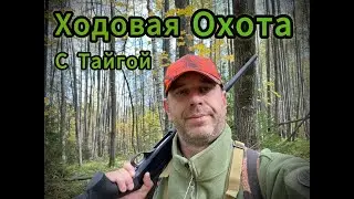 Осенняя ходовая охота с Тайгой