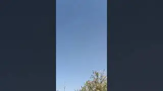 9 месячный самец начинает