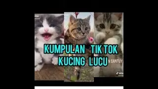 Kucing  lucu viral